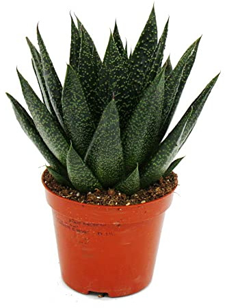 Sukkulente Gasteria D Due Gasterie 8,5cm Topf