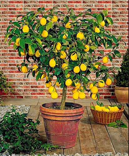 Graines de citronnier nain - Plante d'extérieur DIY Jardin à domicile Bonsaï parfumé Paquet de 100 graines