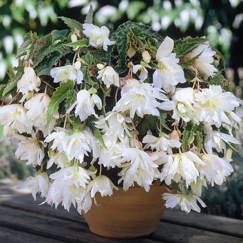 Begonia White Cascade - Tuberous Perennial - Summer Flowering Garden Bulbs - Live Trailing Plants for Hanging Baskets and Pots - UK Gardens (6 Bulbs)