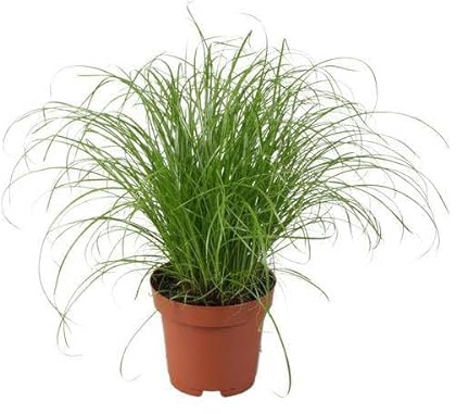 Wechselblättriges Zyperngras – Cyperus Alternifolius Zumula – Schirmgras – Zimmerpflanze – Ø12cm – 28cm – pflegeleicht & luftreinigend