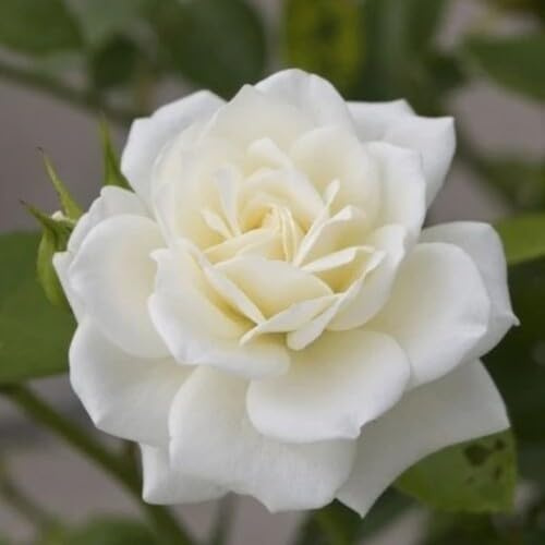 100 Stück weiße Rosenblumensamen