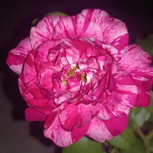 Rosas rayadas fragantes, tolerantes al frío y a la sequía, aptas para jardines en climas del norte y del sur-1 PCS-D