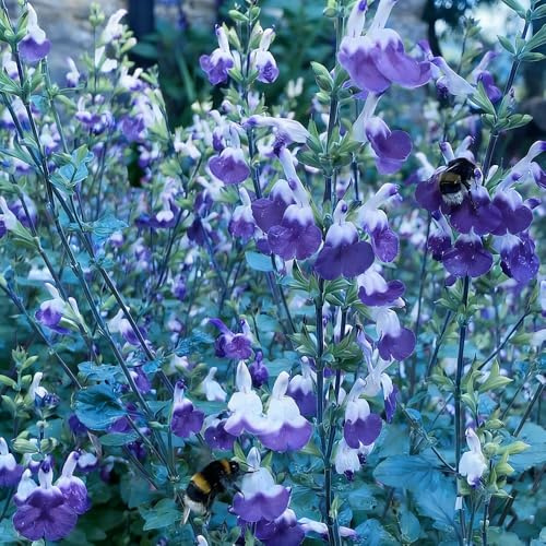 semi salvia - scalatrici resistenti balcone selvatici riverdimento tetti interni esotici resistenti 200pcs