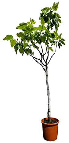 Tropictrees Ficus Carica – Albero di Fico – Vero albero da frutto – Altezza: 150 cm – Resistente al gelo – per interni ed esterni – Frutti grandi e deliziosi – Perfetto per ogni giardino