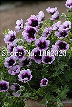 50 Pezzi Due Colori Rosso Bianco Univalve Geranio Perenne Fiore Pelargonium Peltatum per Ambienti Interni : 4