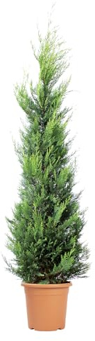 KENTIS - Cupressocyparis Leylandii Castlewellan Gold – Cipresso Giallo di Leyland - Piante Vere da Esterno da Siepe - H 200/220 cm Vaso Ø 30 cm