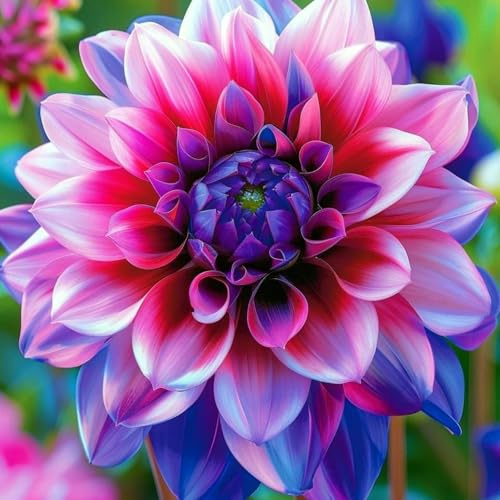 Sfuso Dalia bulbi,piante Resistenti perenni,bulbi da fiore a fioritura,adatti per la semina immediata,Dalia pianta vera(non artificiali)-2 bulbi-F