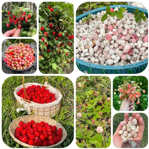 fresa silvestre comprar semillas colgantes, variedades antiguas fresa silvestre orgánicas, interior 200pcs