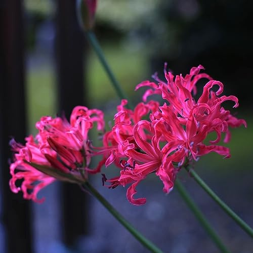 Lirio araña - Lycoris radiata balcón jardín balcón 3bulbos