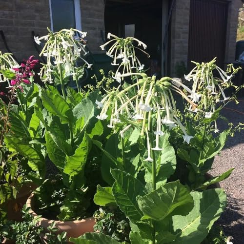 Tabacco ornamentale ufficio tagliato semi selvaggi selvaggi semi arbusto farfalle giardino balcone 250pcs