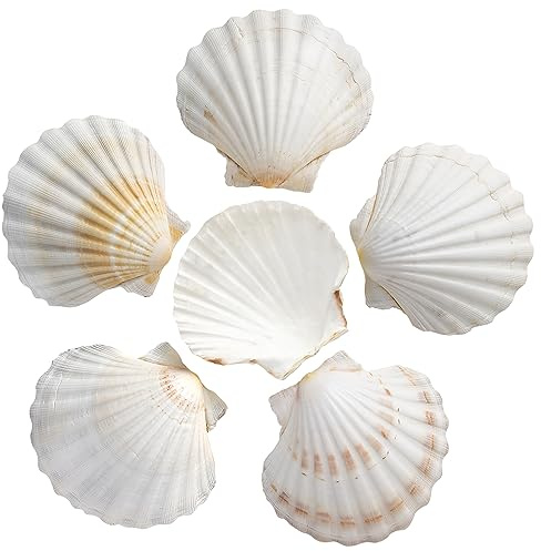 SKOOLOVE 10 PCS Large Scallops Shell 10-13CM Natural White Seashells from Beach for Crafting Wedding Decor Beach Theme Party, Fish Tank and Vase Filler