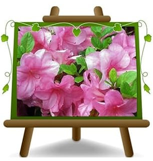 Azalée Rose Plantes Ornementales Cheveux: 35~40 cm Vase: 18 cm