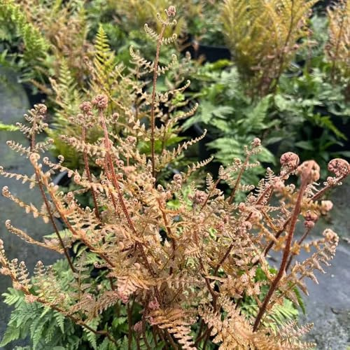 Farn, seltene blumensamen kräuterpflanzen kräutersamen immergrüne kübelpflanze winterhart exotische 100Samen