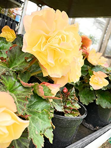 3 corms of Yellow Double Begonia Includes Postage