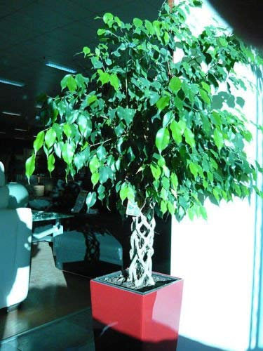 Seeds Ficus Benjamina - Weeping Fig - 25 seeds