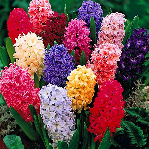 Jacinthe d'Orient Mélange de couleurs Plantes à bulbes Intérieur Extérieur Floraison printanière