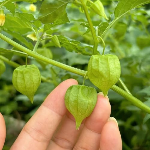 Semi di Physalis, da frutto nani semi di frutteto acquistare da frutto semi di per il giardino resistenti per il giardino regali 25pcs
