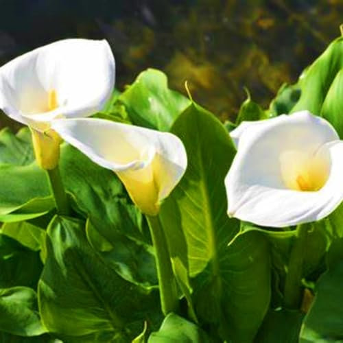 Calla Lily Bulbs-Calla Lily Bulbs for Planting Now UK,Hardy Perennial,Wedding Flowers,Plant Bulbs,Garden Flowers-2bulbs-d