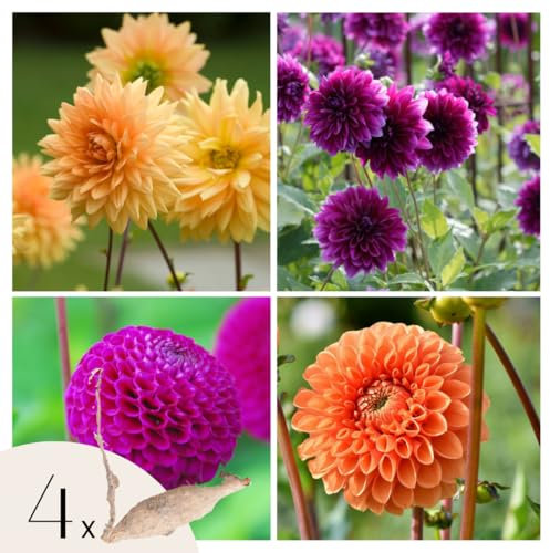 Plant in a Box - Dahliamix ‘Bouquet Sunshine’ - Set med 4 knölar - Lila och orange dahlior - Sommarblommande