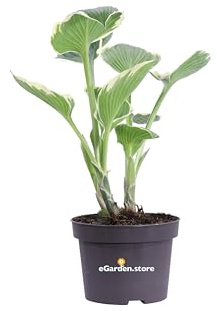 Pianta di Hosta diverse varietà e colori pianta ornamentale da esterno pianta vera da giardino venduta da eGarden.store (X Fortunei Francee v.13 cm)