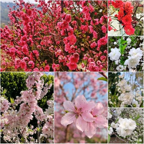 Semillas de Prunus persica - de interior Balcón jardín Semillas silvestres pradera perenne resistentes para el jardín 25pcs