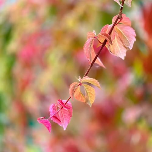 semillas resistentes de vid silvestre, regalos para jardineros Parthenocissus tricuspidata, variedades antiguas rocas resistentes jardín 350pcs