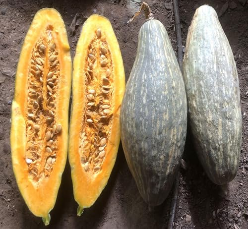 Blå bananpumpa 5+ frön – amerikansk pumpasort – bananpumpa C 096
