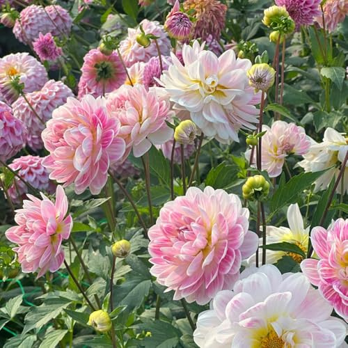 tuberi di dalia - giardino perenni resistenti decorazione balcone esotiche esterno 2pcs