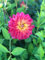 2 tuberi di dalia Rainbow Silence| bulbi di dalia decorativa multicolore rosa e gialla | MYPLANTIS.it | Spedito da ITALIA |