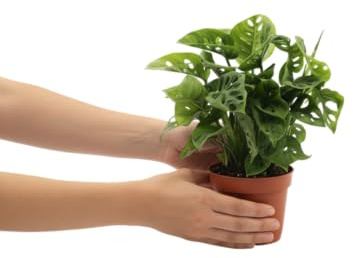 DECOALIVE Monstera Adansonii Planta Verde Tropical Hojas Perforadas y Estética Elegante