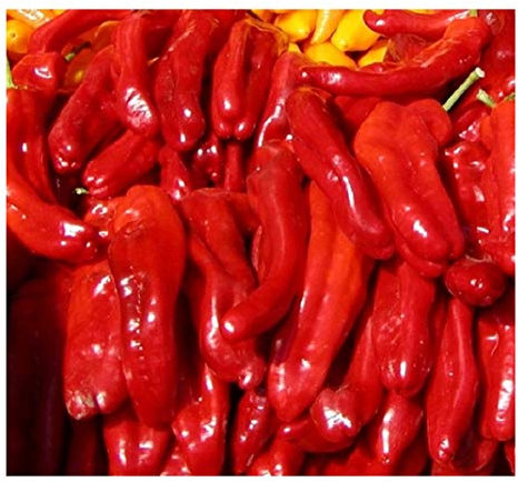 PREMIER SEEDS DIRECT - HOT CHILLI PEPPER - ROKITA - 50 SEEDS