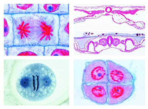 LIEDER Biologie Mikroskopie Mikropräparate Serien: Serie V. Genetik, Fortpflanzung und Entwicklung, 19 Präparate