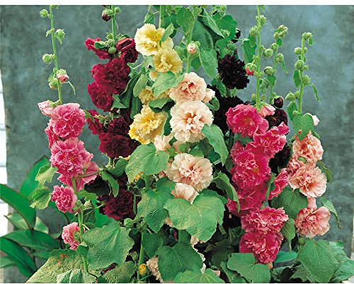 Hollyhock Chaters Double Garden Plant Hardy Perennial Flowering Garden Plants Easy to Grow Your Own 12 x Garden Ready Plants by Thompson and Morgan
