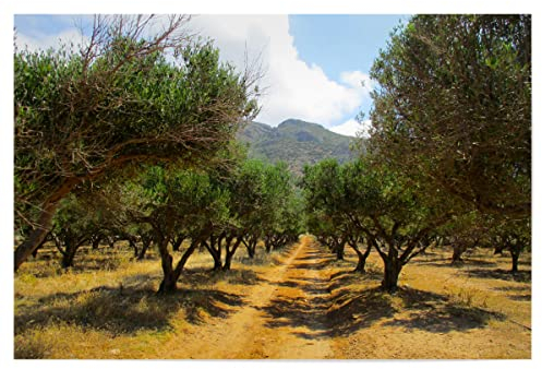 artboxONE Poster 90x60 cm Natur EIN Olivenhain im Sommer hochwertiger Design Kunstdruck - Bild oliven Italien Kreta
