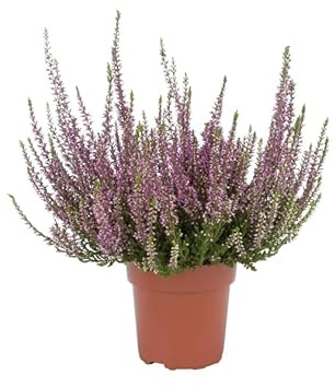 Erica o Calluna Natural Planta Natural Perfecta para Jardines