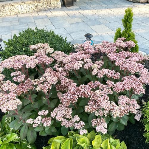 semillas de sedum, resistentes exterior balcón 500pcs
