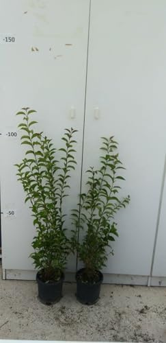 PIANTA DI LIGUSTRUM JAPONICUM VASO CM 18 ALTEZZA 60/70 CM LIGUSTRO