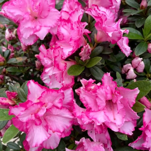 semi di rododendro, azalea, da appartamento esotiche da giardino giardino roccioso di biologiche esterno balcone serra interna 55pcs