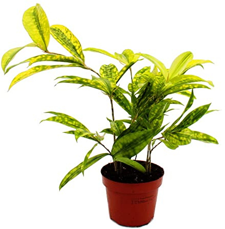 Drachenbaum Dracaena surculosa Mike 12cm grün mit gelben Tupfen 12cm Topf