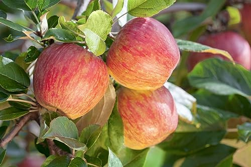 Malus/Pyrus/Prunus Zwergobst 40 cm Stammhöhe – Winterhart, Mehrjährig, Pflegeleicht – Zwergobstbaum Terrassenobst – Obstbaum für Terrasse & Balkon