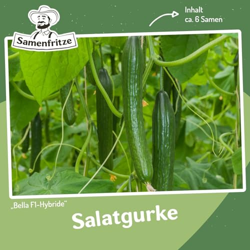 Salatgurke Bella F1 Samen