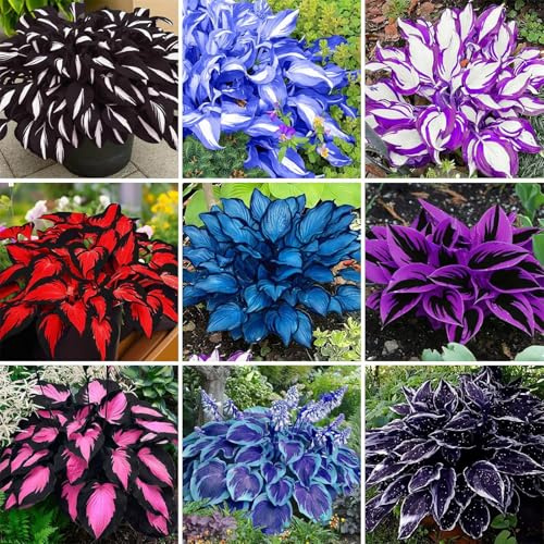 Hosta come elemento fondamentale per l'architettura del paesaggio di piccoli giardini, Hosta dalle foglie uniche + Altamente adattabile-6 PCS