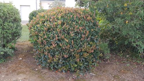 x Rhaphiobotrya 'Coppertone' (De greffe) / Néflier hybride/Eriobotrya japonica 'Coppertone' / Néflier du Japon/Conteneur de 3 à 4 litres/Arbuste ornemental