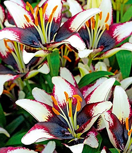 BALDUR Garten 3x Lilie 'Netty´s Pride', Zwiebeln mit Umfang 14-16 cm | lang & reich blühend, fasziniert auf Balkon & Terrasse, winterhart, mehrjährig, pflegeleicht, dekorativer Sommerhit, Lilium