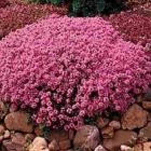 Timo serpillo (Thymus serpyllum Madre di timo) - 200 semi