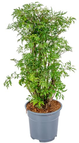 Bloomique - Polyscias Fruticosa - Aralie - Zimmerpflanzen - Luftreinigend - Tierfreundlich - Höhe 50-70 cm - Topf 17 cm