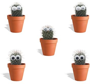 DutchLeafs Mix di cactus con occhi in terracotta - 5 pezzi - Faretto da coltivazione 5,5 cm - Altezza 8-15 cm - Mini cactus - Piante da appartamento
