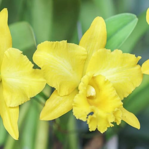 350samen orchideen zimmerpflanzen Cattleya balkonblumen kräutergarten blumensamen frühlingsblumen mehrjährige, wildblumensamen