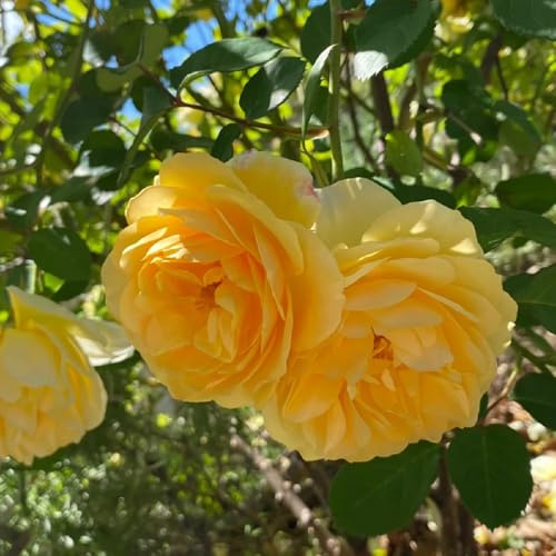 semillas de rosal, rosal trepador jardín de rocas resistentes variedades antiguas, primavera decorativas, cortadas 550pcs