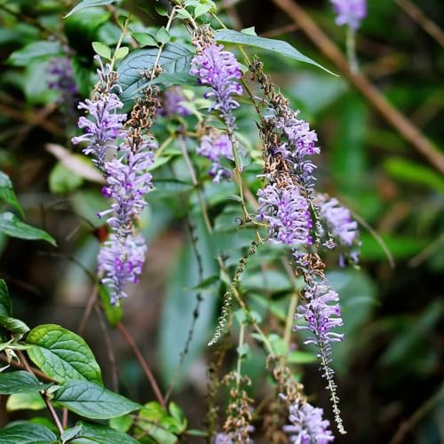 Schmetterlingsflieder, stauden winterhart mehrjährig Buddleja lindleyana, sträucher garten seltene herbstpflanzen 30Samen